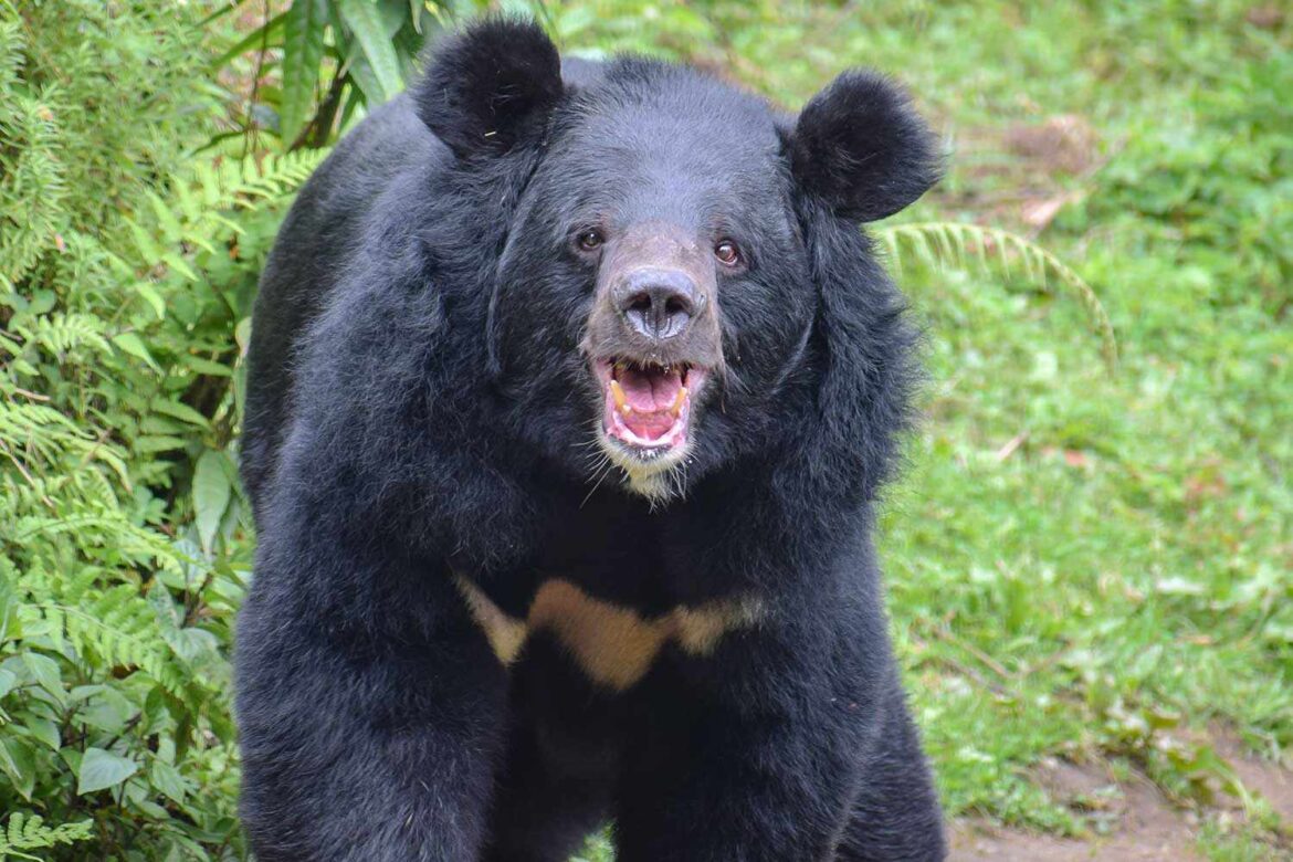 U.S. Warns Visitors to Japan to Avoid Bears After Country Reports 13 Deadly Attacks