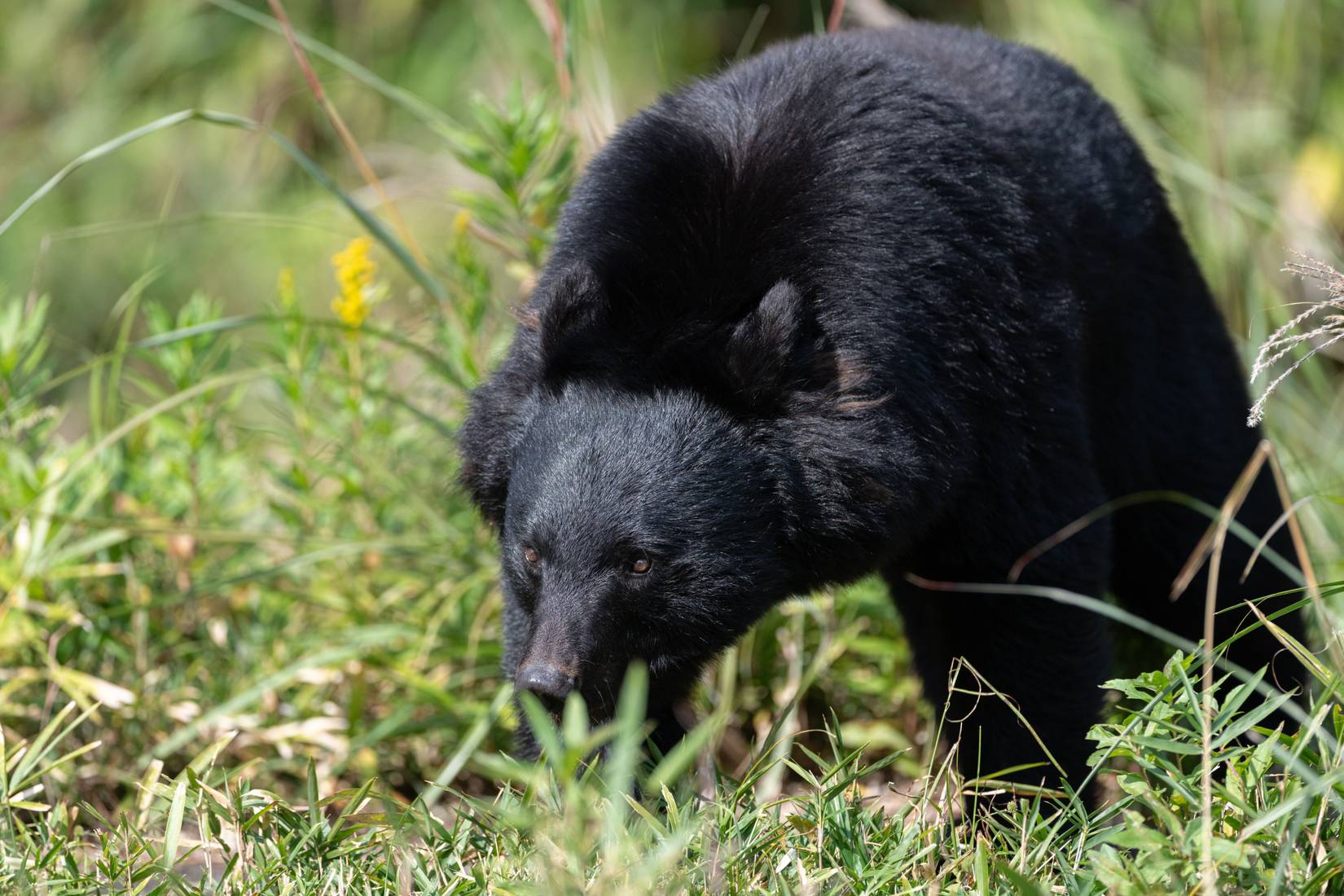 Asiatic black bear