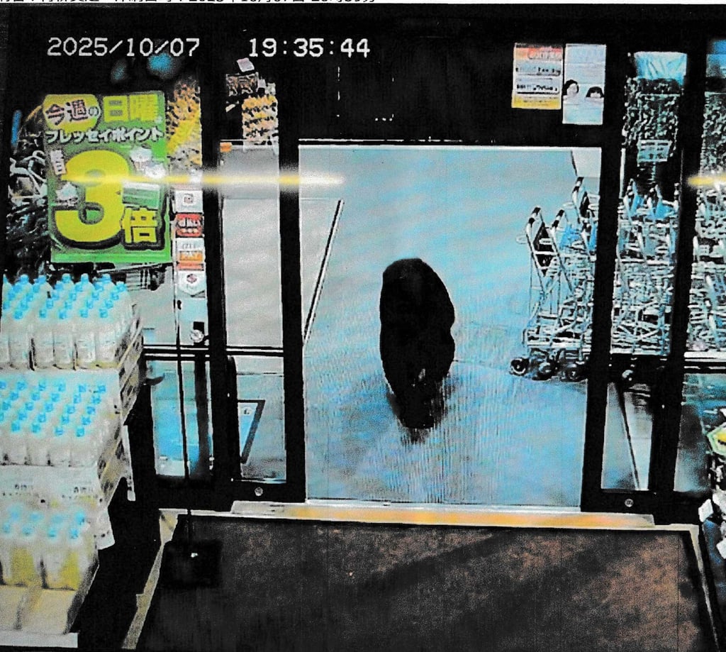 A bear is caught on CCTV entering a supermarket in Numata, central Japan, on October 7. Photo: Gunma Prefectural Police/Jiji Press/AFP