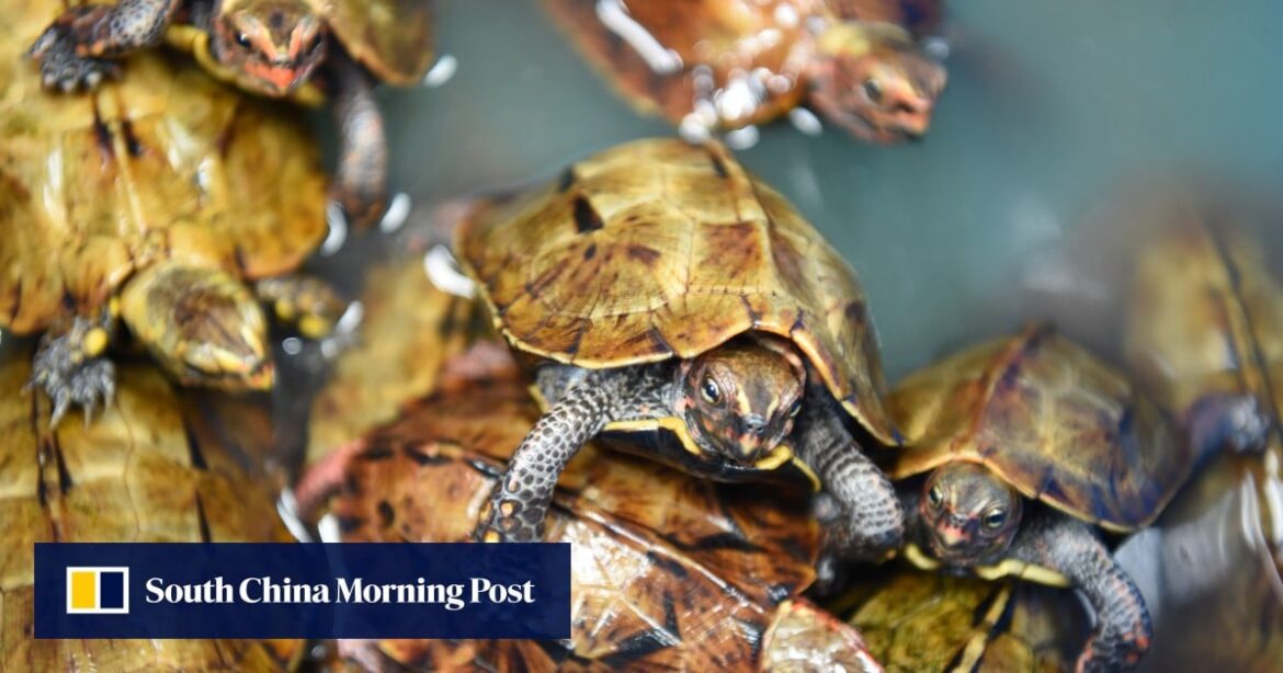 In Japan, Okinawa’s unique wildlife at risk of extinction as poaching, smuggling surge