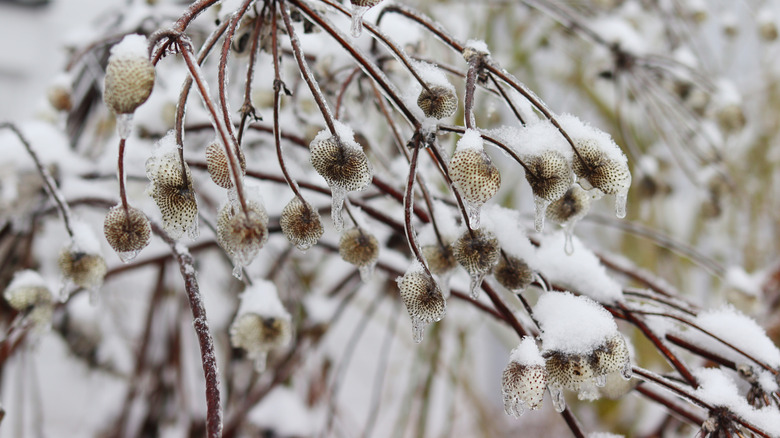 seed heads of Japanese anemones in a winter bed.