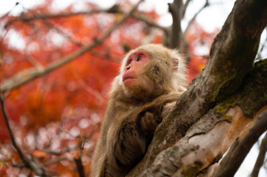 Arashiyama Monkey Park Iwatayama