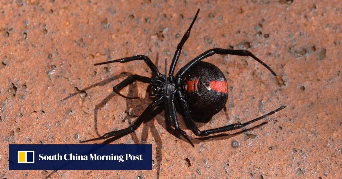 Japan caught in web of woe as over 3,500 venomous spiders found at US base Japan caught in web of woe as over 3,500 venomous spiders found at US base