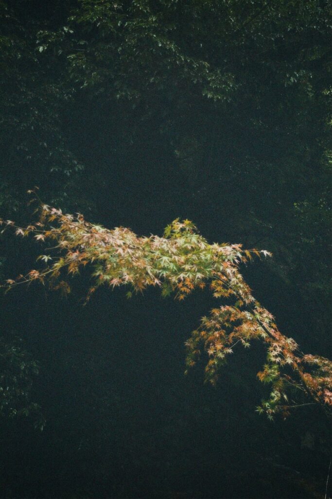 My first week in Japan has been so green