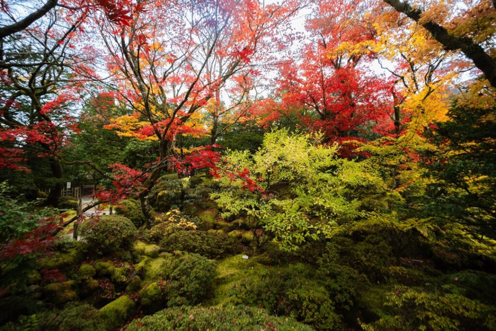 Autumn in a Japanese garden near Tokyo.