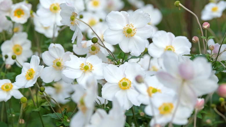white Japanese anemones