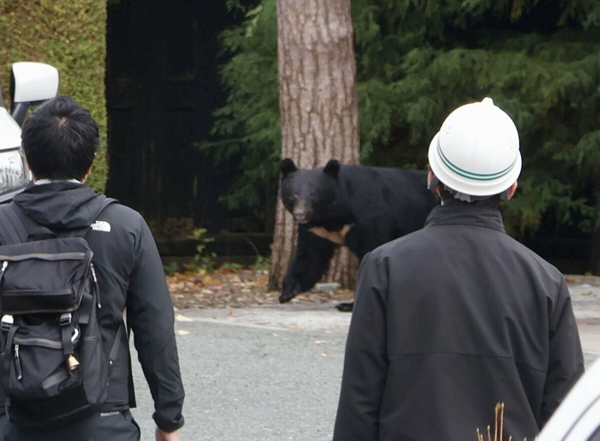 Japan's new rules allowing police to kill bears with rifles take effect