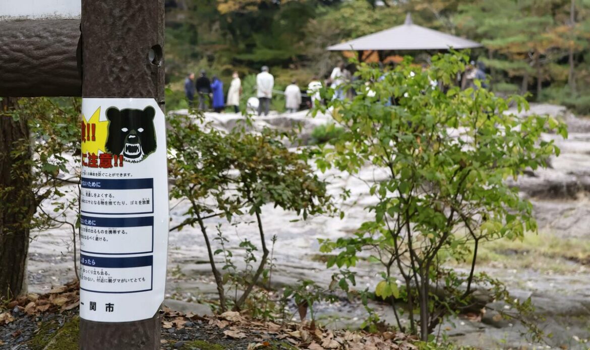 Bear attacks in northeastern Japan deflate tourism amid peak fall foliage Bear attacks in northeastern Japan deflate tourism amid peak fall foliage