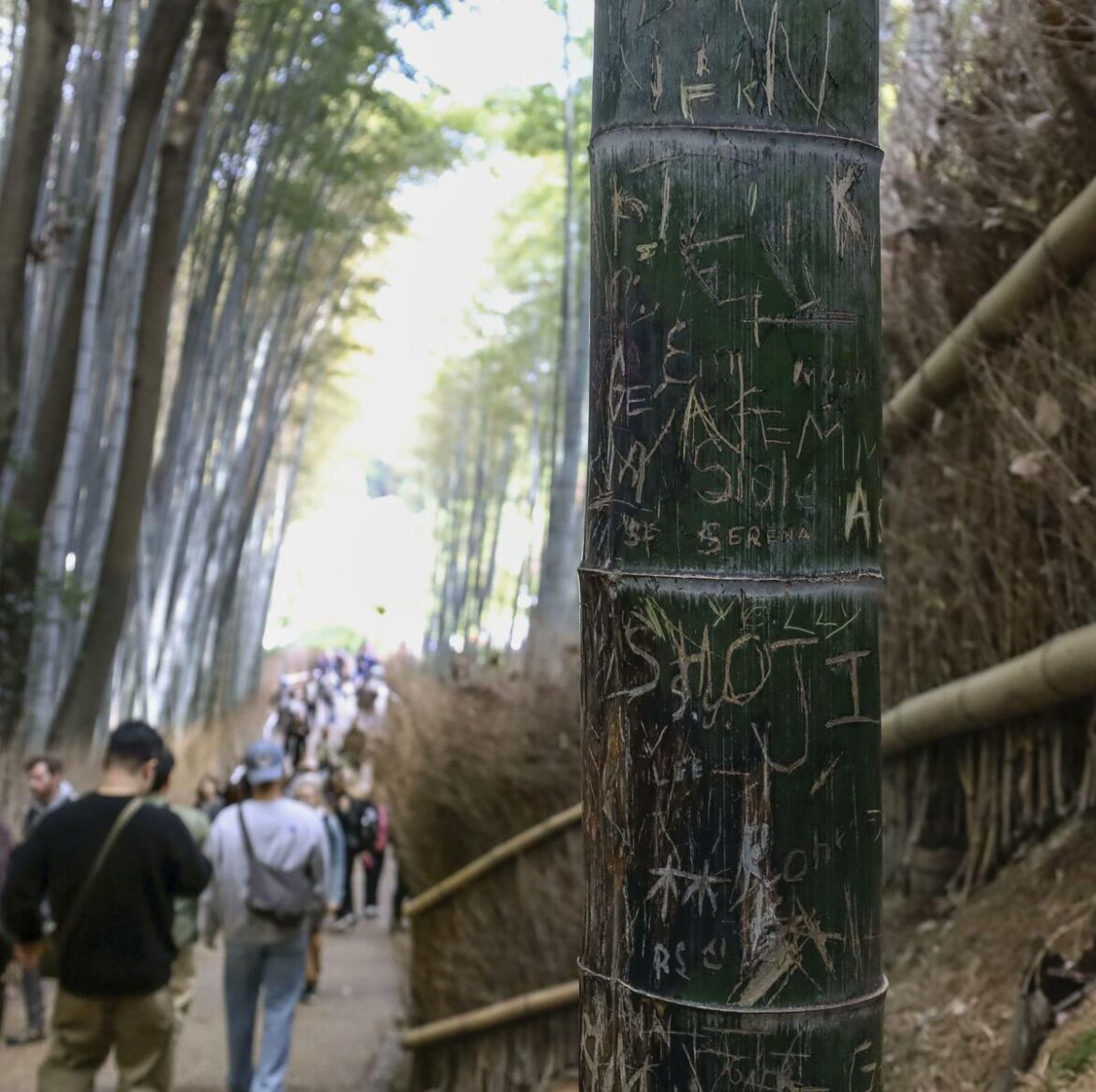 Famous bamboo grove in Kyoto trimmed to prevent graffiti carving