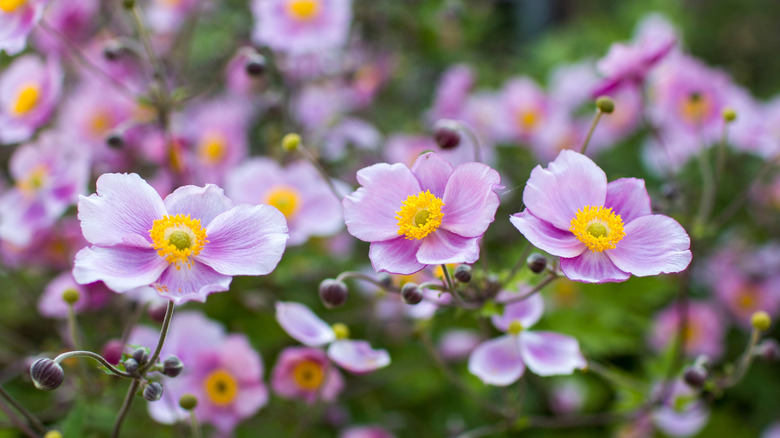 Japanese anemones
