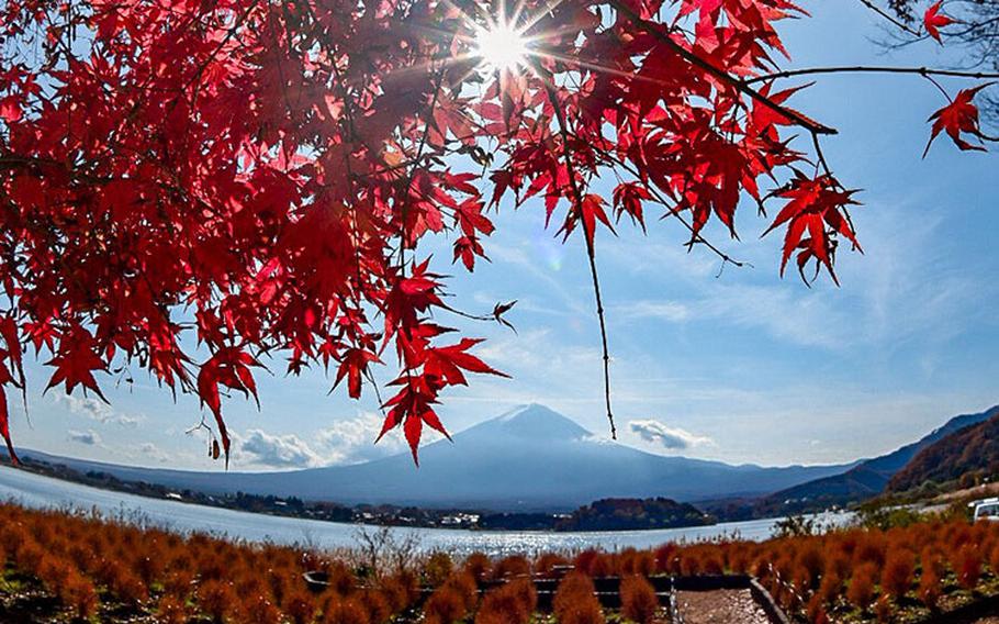Lake Kawaguchiko and fall foliage.