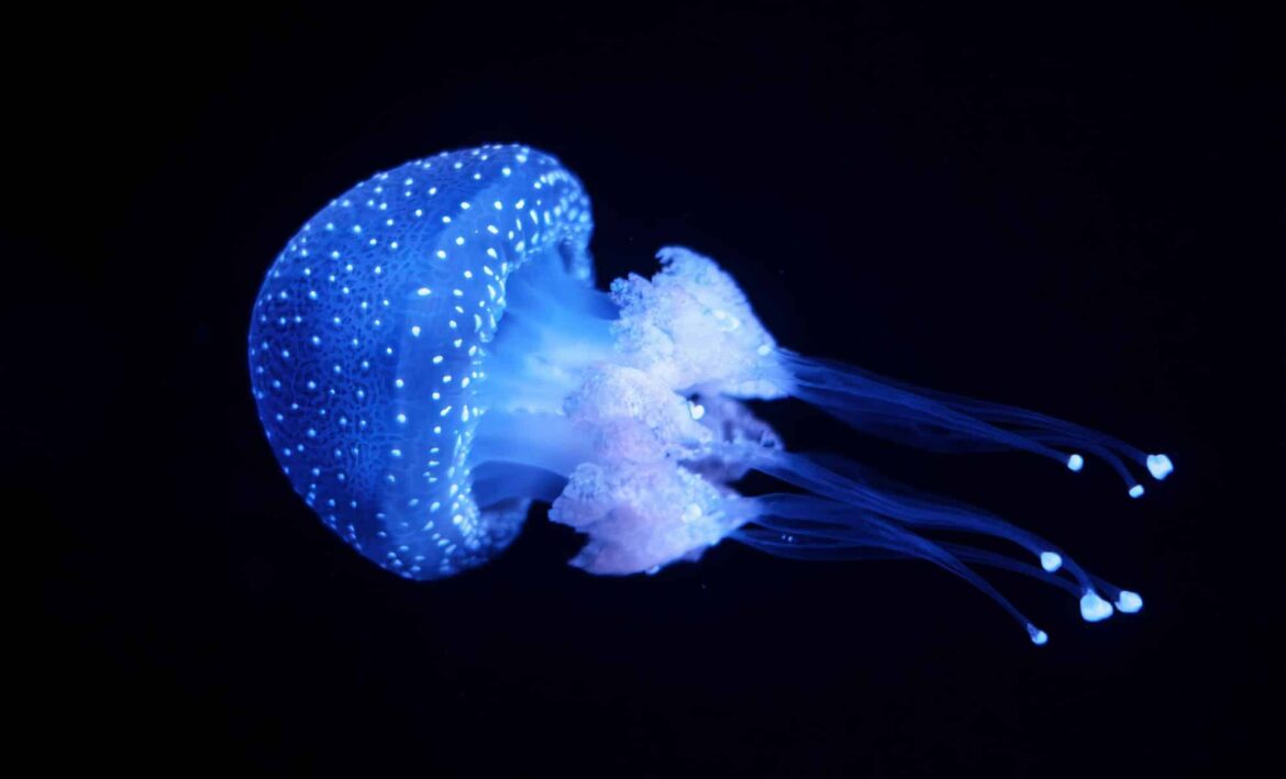 New Jellyfish Discovery in Japan Is So Weird It Had to Be Named After a Samurai Japan Jellyfish Discovery