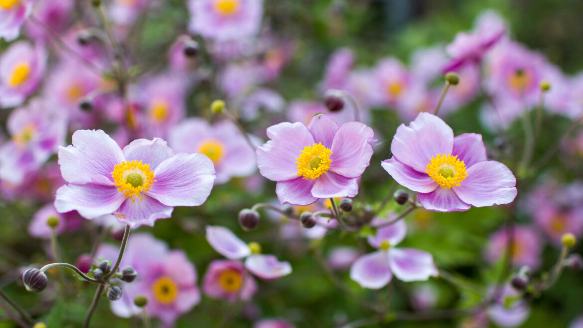 15 Helpful Tips To Help Your Japanese Anemones Grow Strong (And In The Right Place)