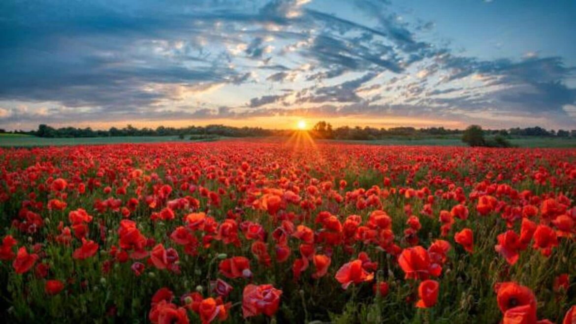 Breathtaking flower fields to visit in Hokkaido Breathtaking flower fields to visit in Hokkaido