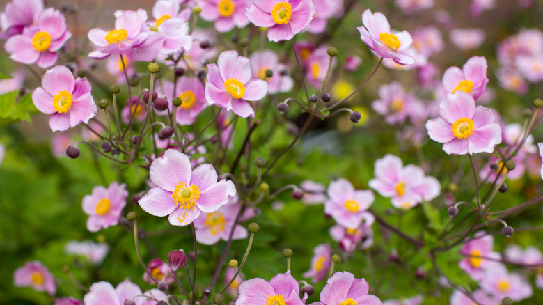 pink Japanese anemones