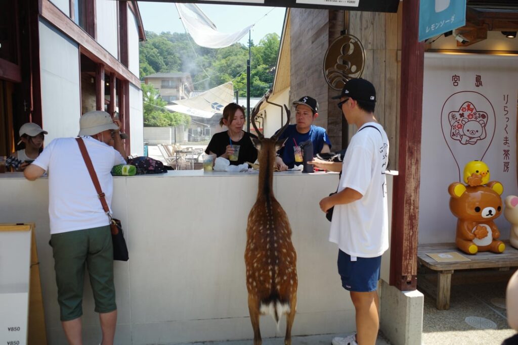 Deers in Miyajima ordering drinks