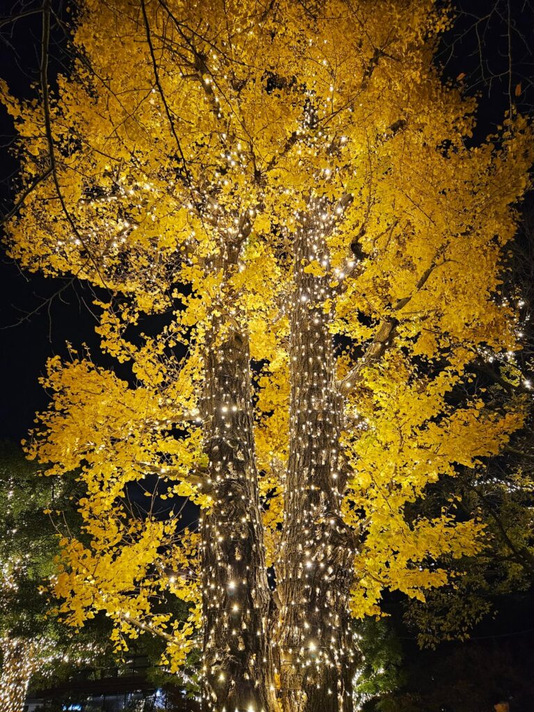 Autumn Season Of Japan