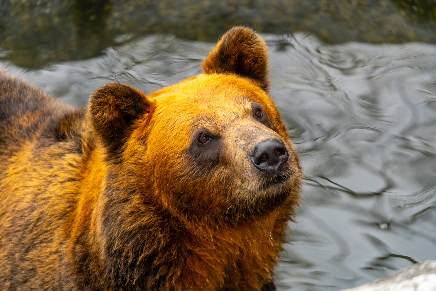 Photo of bears at Noboribetsu Bear Ranch, Hokkaido, Japan