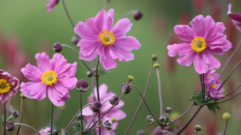 Closeup of Japanese anemone