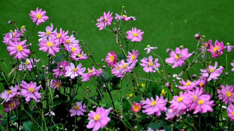 bright pink Japanese anemones