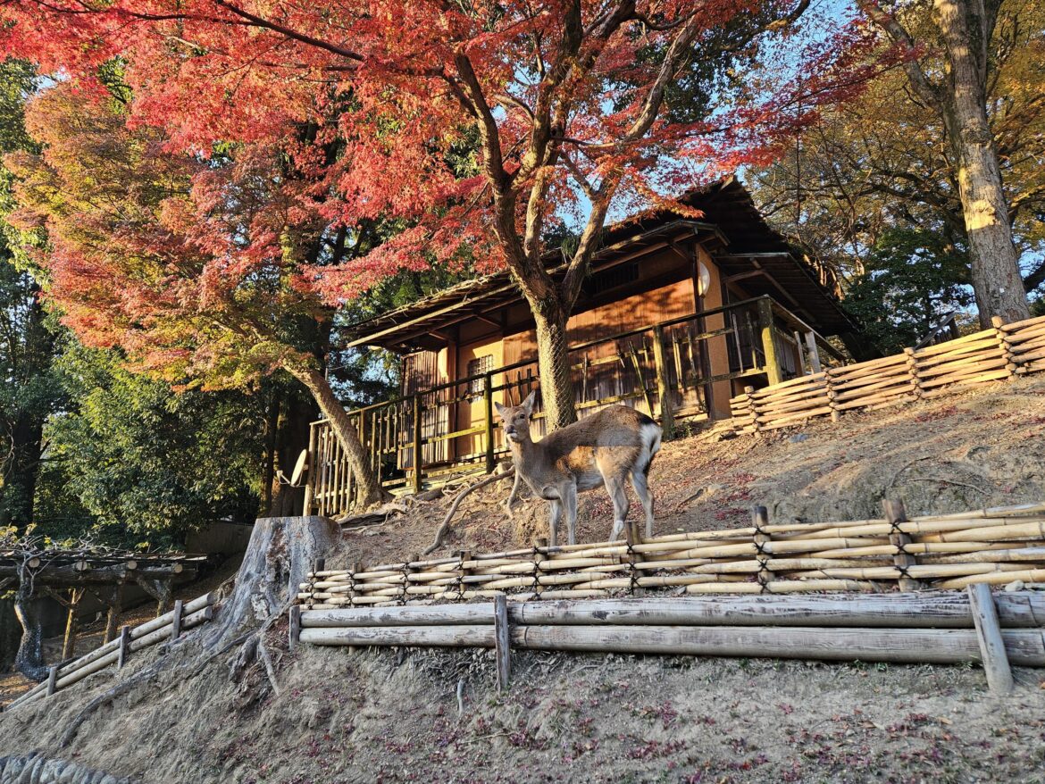 Nara Deer (2025, Nov 30th)