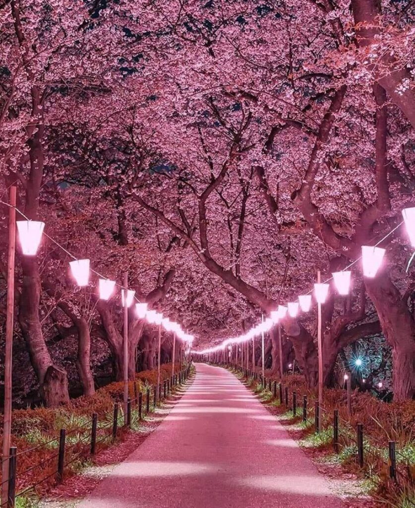 Sakura in Japan