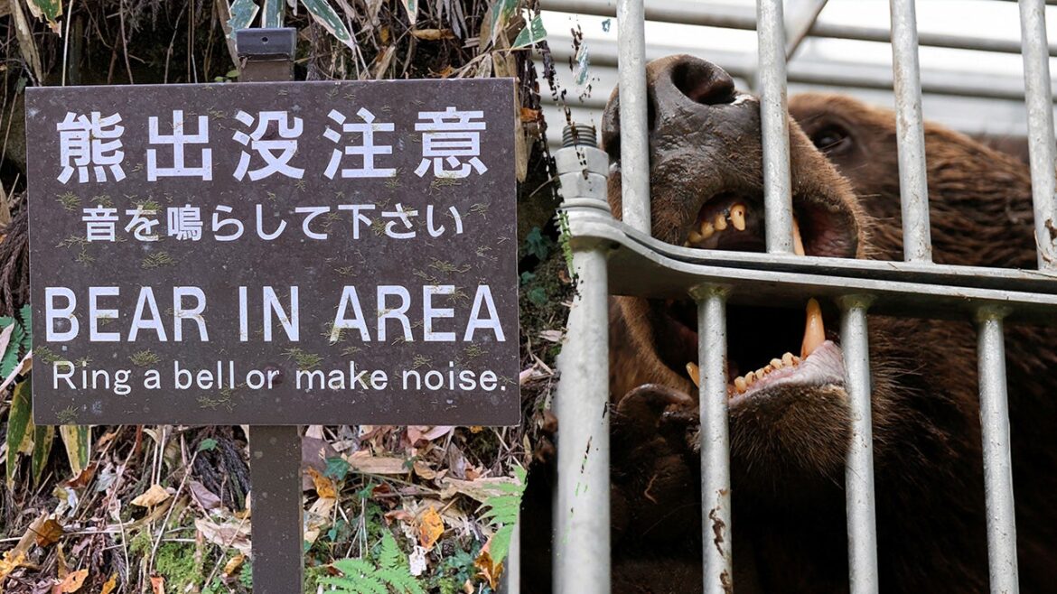 Japan faces record bear attacks with 10 deaths, 100+ injuries this year Japan faces record bear attacks with 10 deaths, 100+ injuries this year