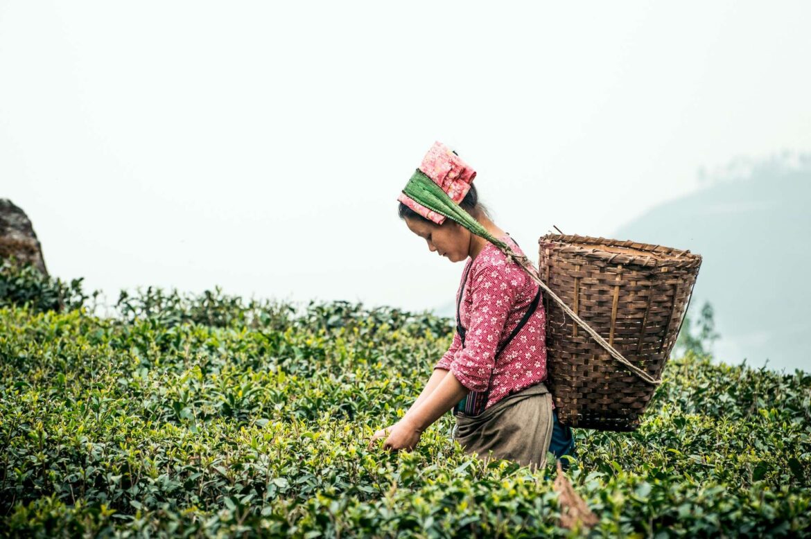 Why Japan’s Matcha Growers Want the Same Protection as Champagne Why Japan’s Matcha Growers Want the Same Protection as Champagne