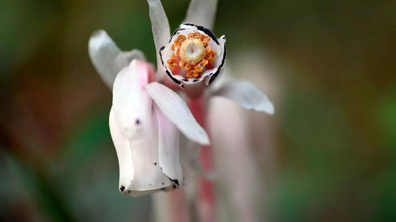 The biology behind ghost plants of Japan
