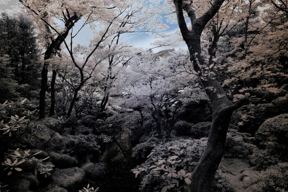 More hiking around Hakone with an infrared camera