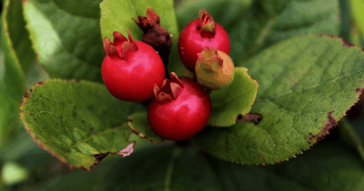 Scientist finds a native berry's sister species in Japan
