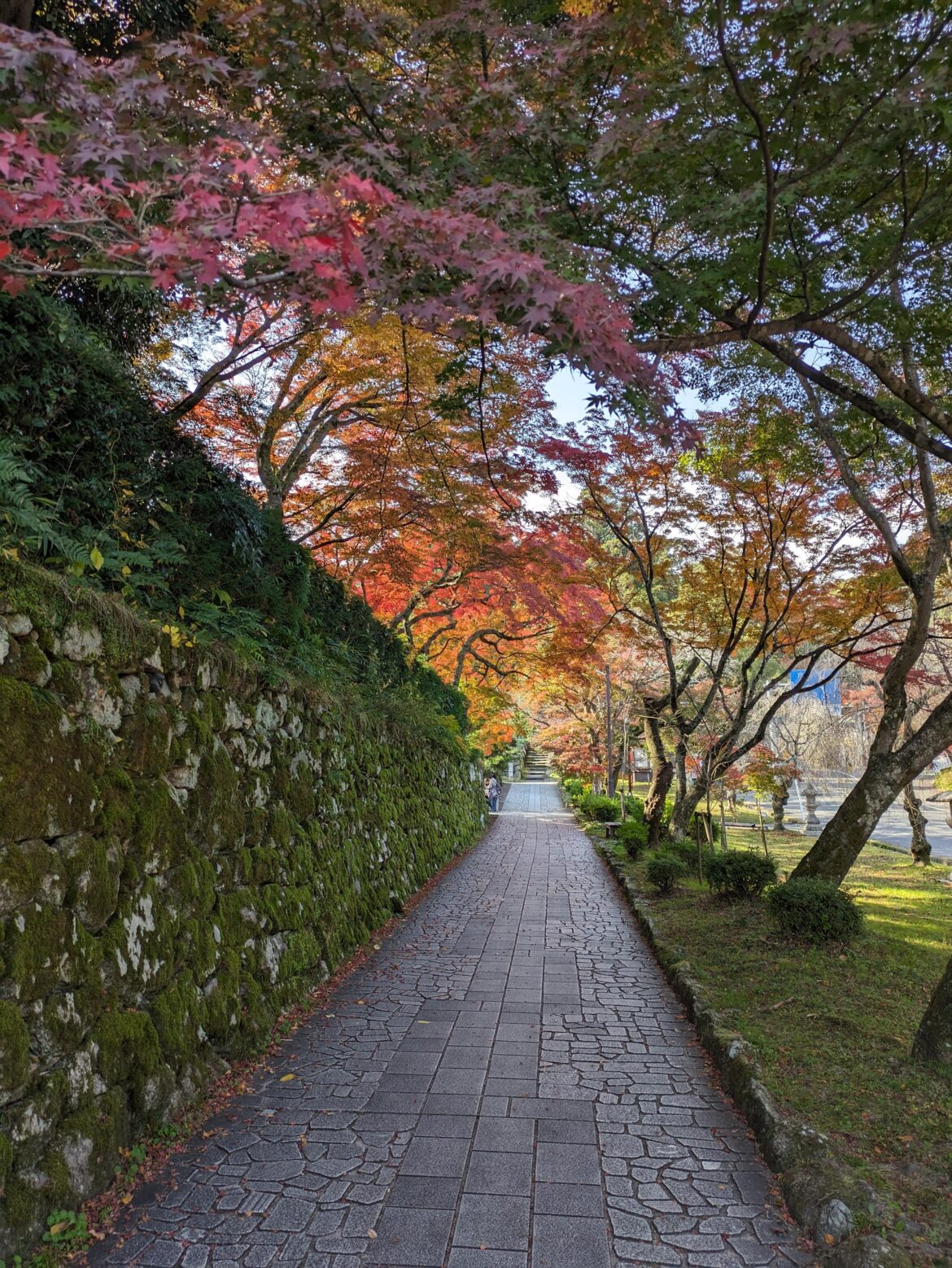 Came across a rainbow canopy in Shiga