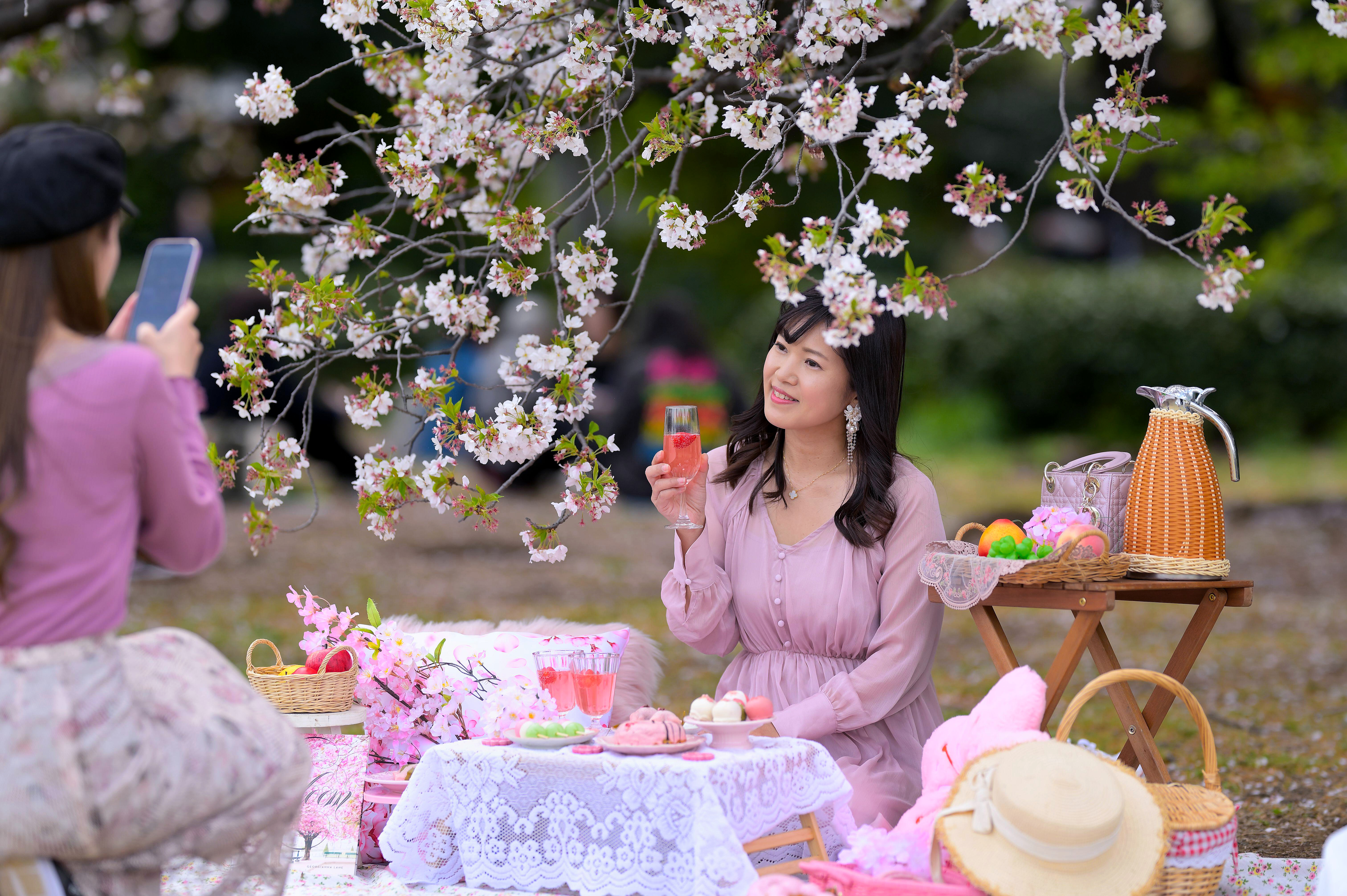 Tokyo is one of the best places to view the cherry blossom in 2026
