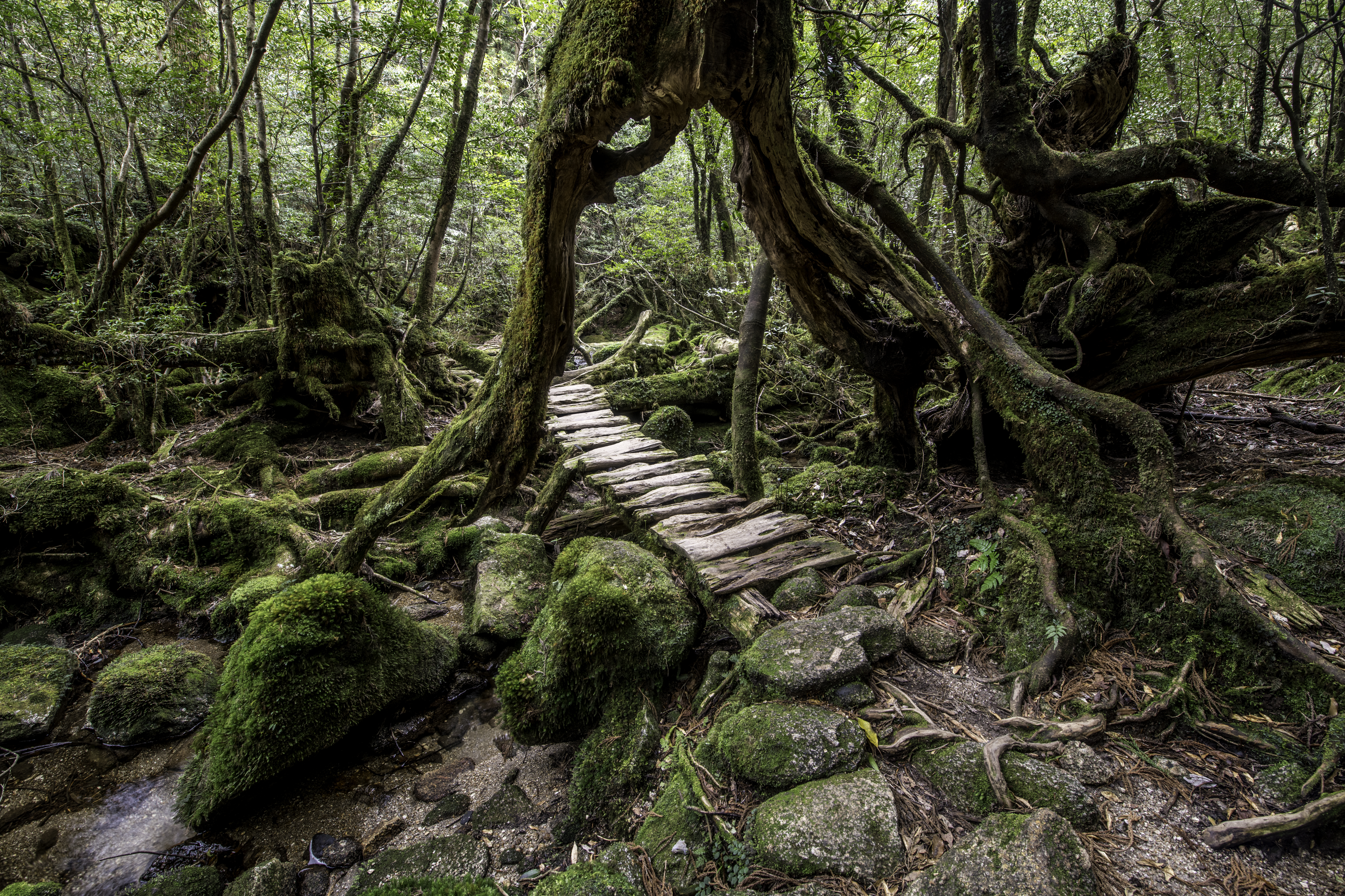 wooden path passing through an old cedar tree on Yakushima Island — one of the most beautiful places in Japan