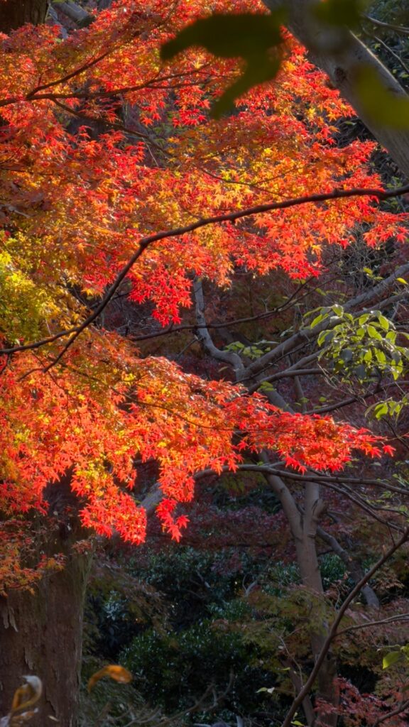 Koshikawa Korakuen Tokyo