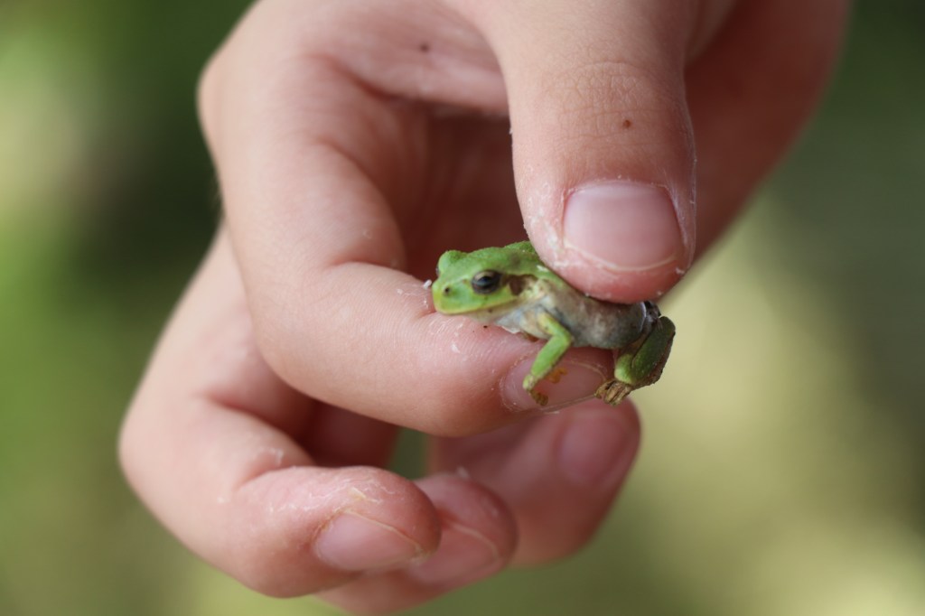 A child's hand holding a small green tree frog.
