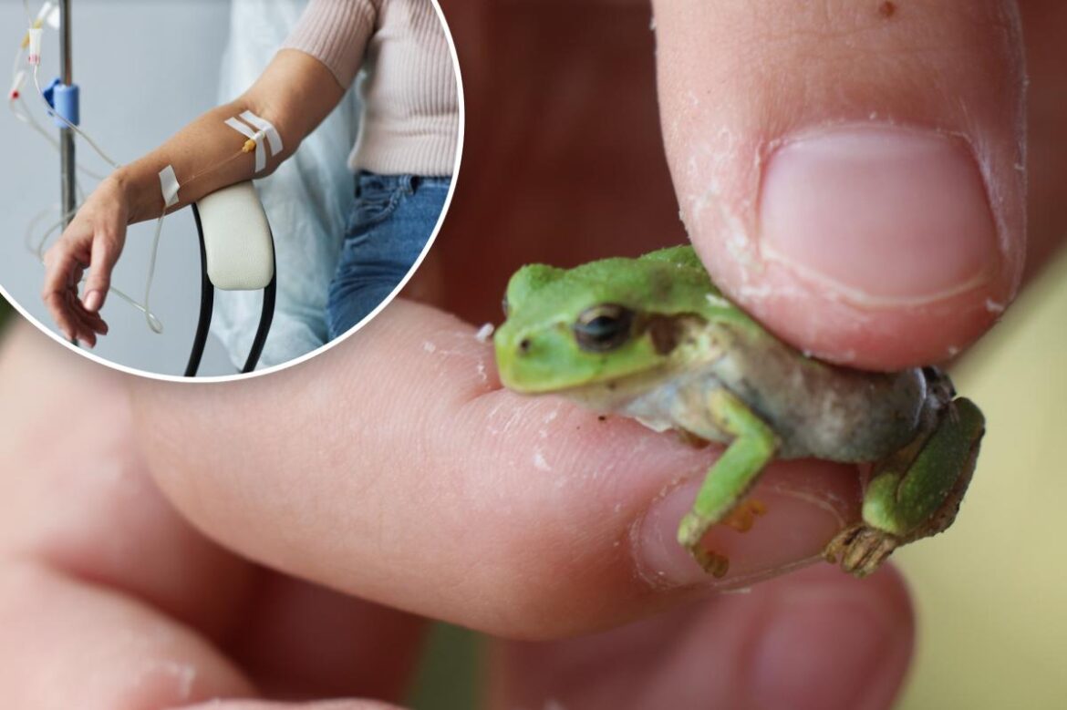 Japanese frog guts may cure colorectal cancer better than chemo