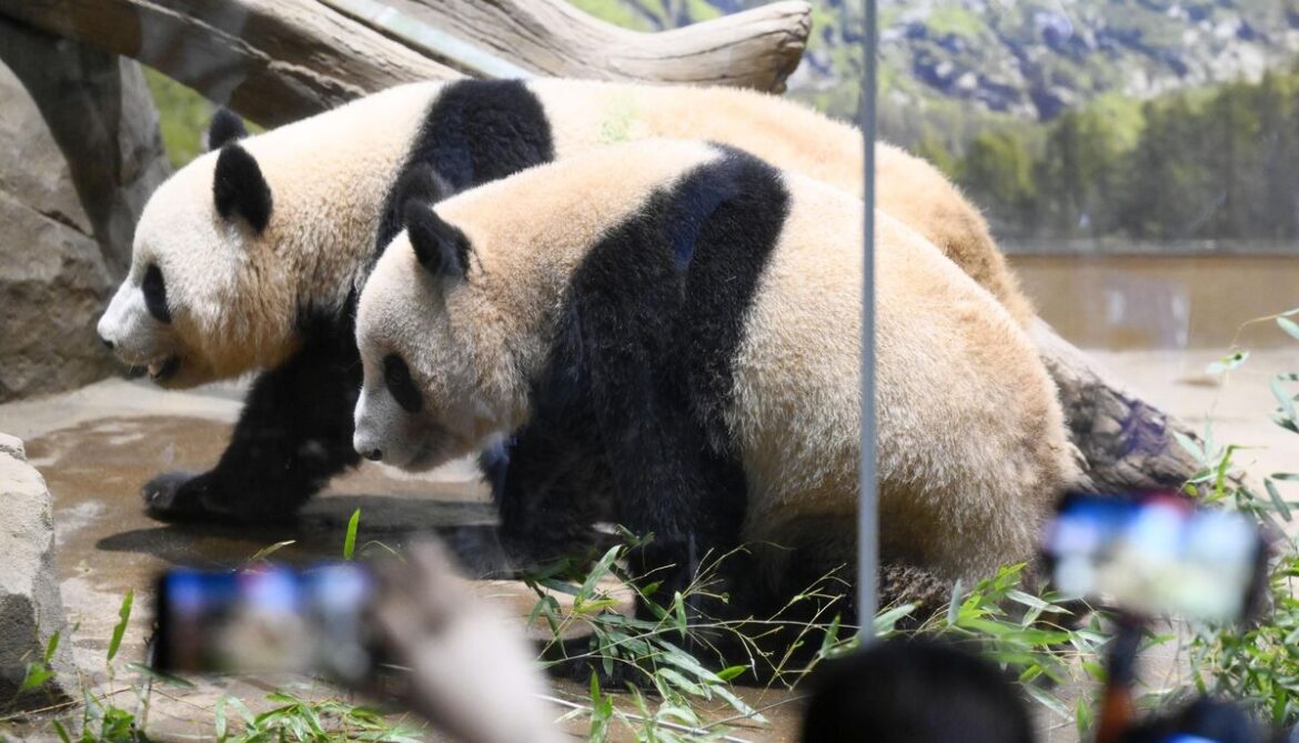 Japan Set to Lose Last Pandas in Symbol of Icy China Ties Japan Set to Lose Last Pandas in Symbol of Icy China Ties