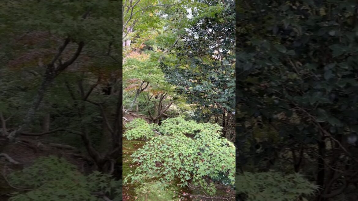 【KYOTO】Must-See Tourist Attraction - Tofukuji Temple