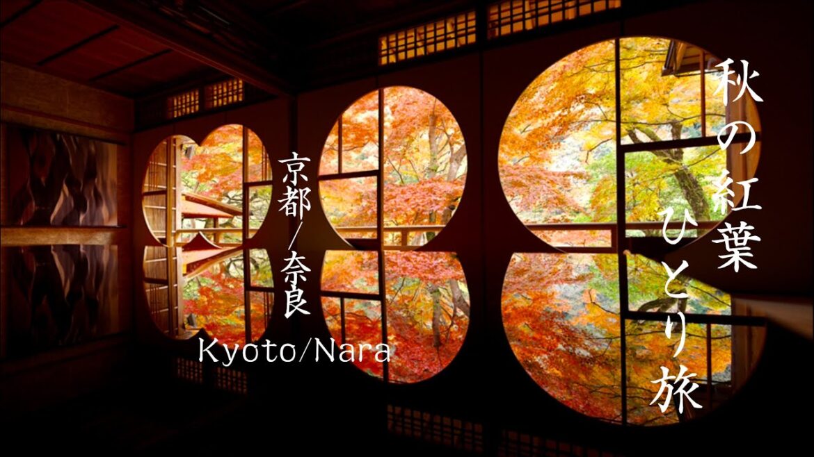 【息をのむ紅葉】京都と奈良、2泊3日の秋の絶景ひとり旅 その1【4K/8K HDR】