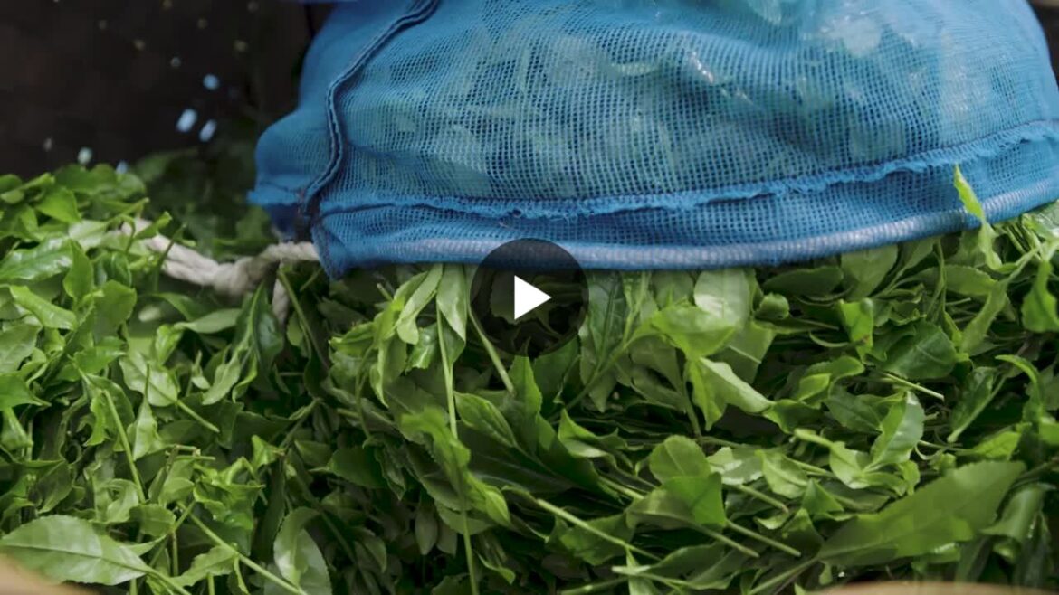 Why Japan Can't Keep Up with America's Matcha Obsession