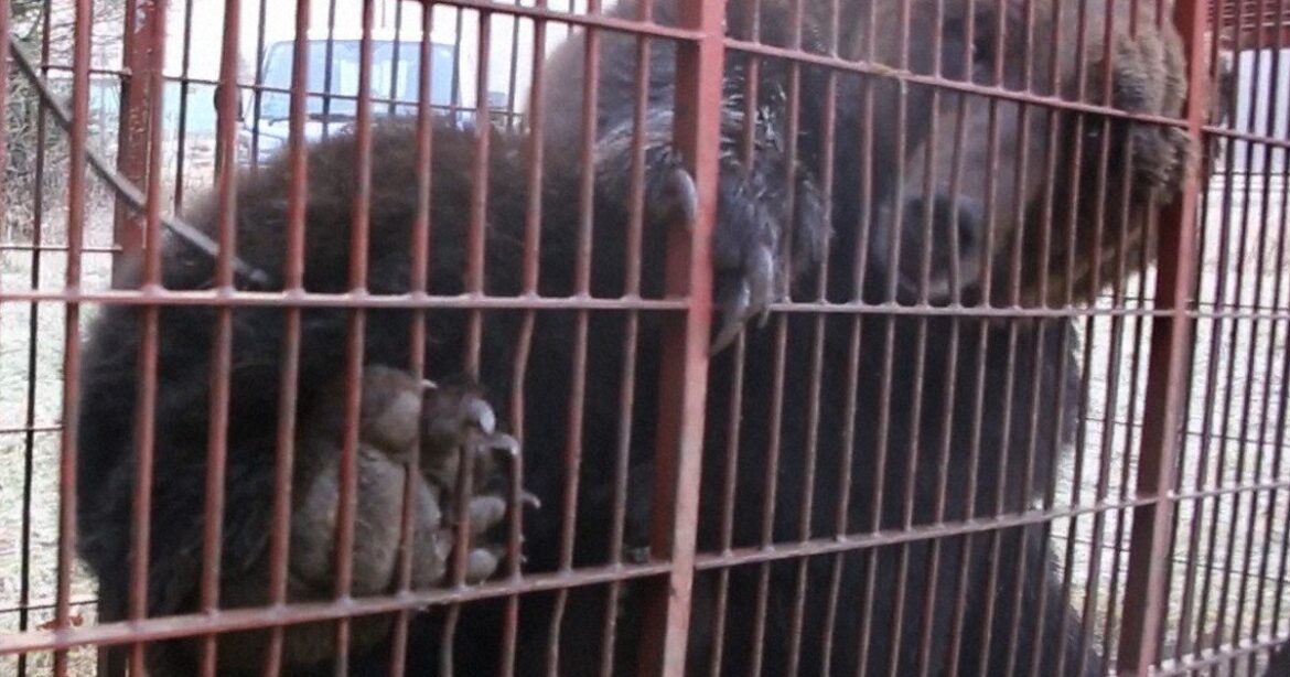 Ferocious flavor or tame taste? Sapporo restaurant serves up culled bear meat