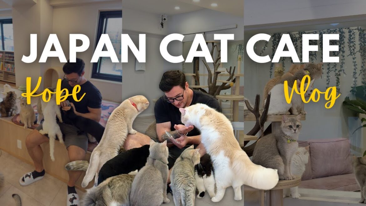 JAPAN TRAVEL | Exploring the Famous FuFu Cats Café in Kobe~ JAPAN TRAVEL | Exploring the Famous FuFu Cats Café in Kobe~