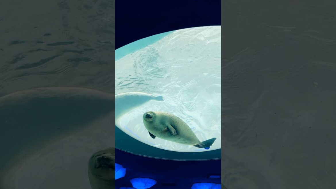 A Smiling Ringed Seal 🦭 | 海遊館