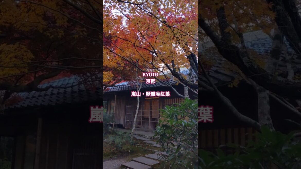 京都-嵐山厭離庵・日式房舍與紅葉 #京都＃嵐山旅行＃厭離庵＃紅葉 #京都自由行究極攻略 #travel #nature＃日本＃人少