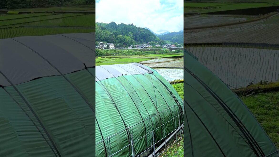 Rice fields in early June: Susubaru, Minamata, Kumamoto, Japan #japanesecountryside #japan