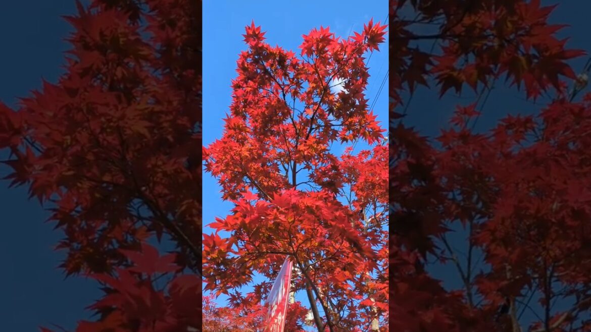 京都 嵯峨野 Sagano #紅葉 #ginkgo #shrine #paddy #kyoto