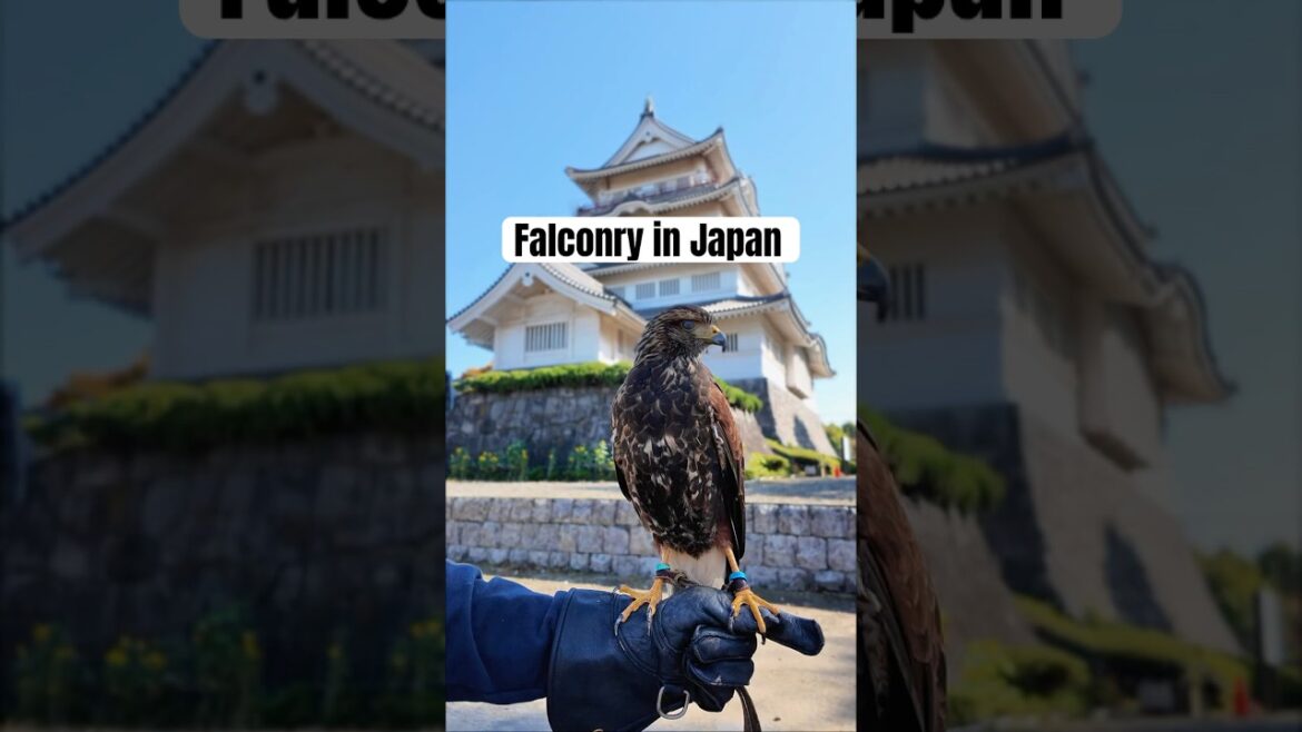 Falconry at a Japanese Castle