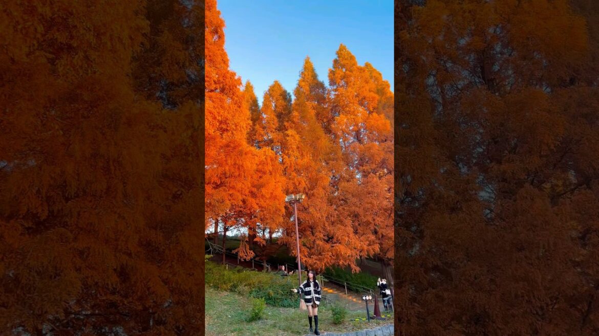 ต้นสนแดงที่เมืองโกเบ #japantravel #เที่ยวญี่ปุ่น ต้นสนแดงที่เมืองโกเบ #japantravel #เที่ยวญี่ปุ่น