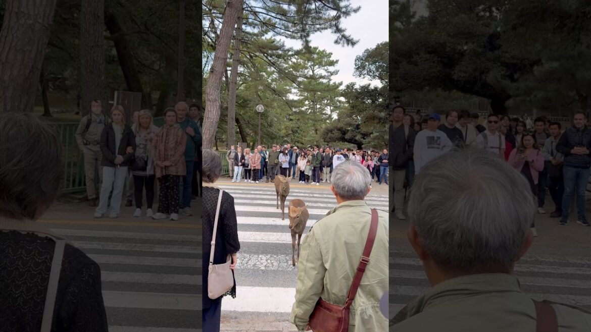 信じられない！😱 奈良の鹿が道路を渡る姿に観光客驚愕
